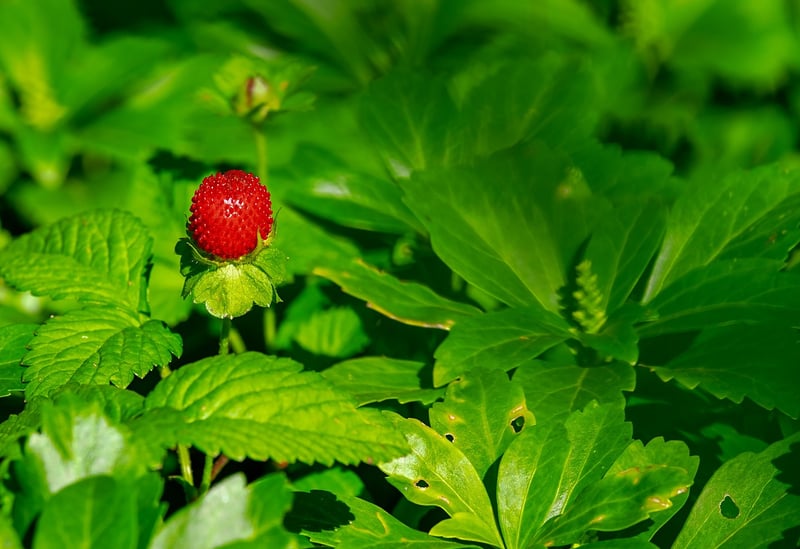 Berries